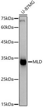 DEGS1 Antibody in Western Blot (WB)