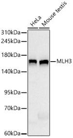 MLH3 Antibody in Western Blot (WB)