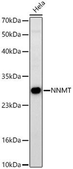 NNMT Antibody in Western Blot (WB)