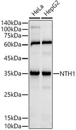 NTHL1 Antibody in Western Blot (WB)