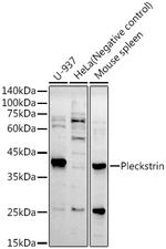 Pleckstrin Antibody in Western Blot (WB)