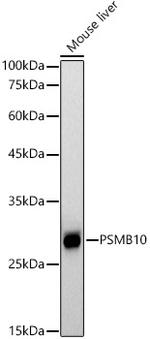 PSMB10 Antibody in Western Blot (WB)