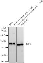 PSPH Antibody in Western Blot (WB)