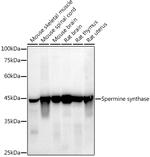 SMS Antibody in Western Blot (WB)