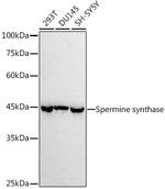 SMS Antibody in Western Blot (WB)