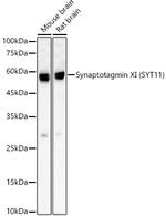 SYT11 Antibody in Western Blot (WB)