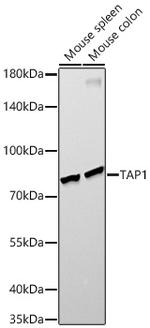 TAP1 Antibody in Western Blot (WB)