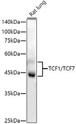 TCF7 Antibody in Western Blot (WB)