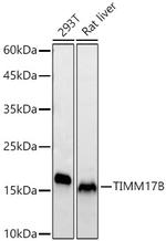 TIMM17B Antibody in Western Blot (WB)