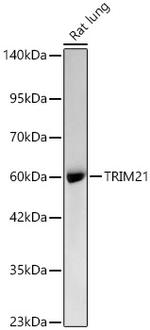 TRIM21 Antibody in Western Blot (WB)