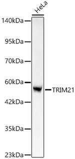 TRIM21 Antibody in Western Blot (WB)