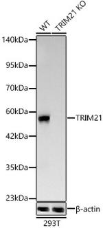 TRIM21 Antibody in Western Blot (WB)