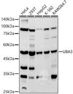 UBA3 Antibody in Western Blot (WB)