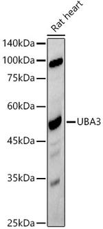 UBA3 Antibody in Western Blot (WB)