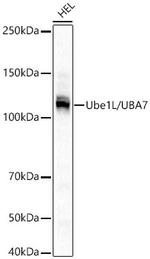 UBE1L Antibody in Western Blot (WB)