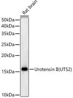 UTS2 Antibody in Western Blot (WB)