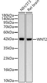 WNT2 Antibody in Western Blot (WB)