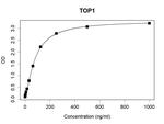 TOP1 Antibody in ELISA (ELISA)