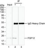 FGF12 Antibody in Immunoprecipitation (IP)