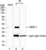 Nudel Antibody in Immunoprecipitation (IP)