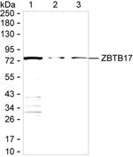 ZBTB17 Antibody in Western Blot (WB)