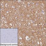 Drebrin Antibody in Immunohistochemistry (Paraffin) (IHC (P))