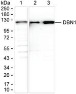 Drebrin Antibody in Western Blot (WB)