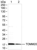 TOMM20 Antibody in Western Blot (WB)