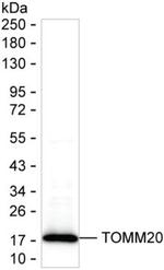 TOMM20 Antibody in Western Blot (WB)