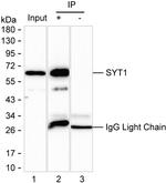 Synaptotagmin 1 Antibody in Immunoprecipitation (IP)