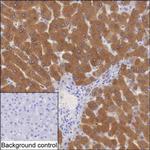 Golgi protein 58k Antibody in Immunohistochemistry (Paraffin) (IHC (P))