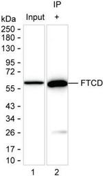 Golgi protein 58k Antibody in Immunoprecipitation (IP)