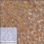 UPB1 Antibody in Immunohistochemistry (Paraffin) (IHC (P))