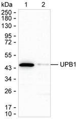 UPB1 Antibody in Western Blot (WB)