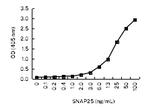 SNAP25 Antibody in ELISA (ELISA)