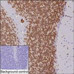 NeuN Antibody in Immunohistochemistry (Paraffin) (IHC (P))