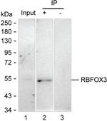 NeuN Antibody in Immunoprecipitation (IP)