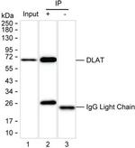 DLAT Antibody in Immunoprecipitation (IP)