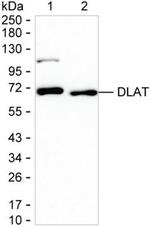 DLAT Antibody in Western Blot (WB)