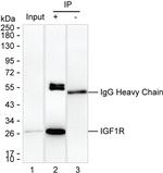 DPCD Antibody in Immunoprecipitation (IP)