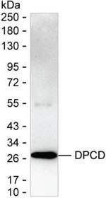 DPCD Antibody in Western Blot (WB)