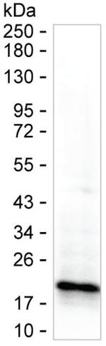 Pleiotrophin Antibody in Western Blot (WB)