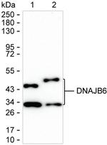 DNAJB6 Antibody in Western Blot (WB)