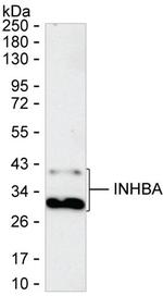 Activin A Antibody in Western Blot (WB)