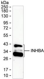 Activin A Antibody in Western Blot (WB)