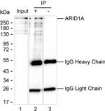 ARID1A Antibody in Immunoprecipitation (IP)