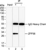 ZFP36 Antibody in Immunoprecipitation (IP)