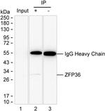 ZFP36 Antibody in Immunoprecipitation (IP)