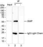 XIAP Antibody in Immunoprecipitation (IP)