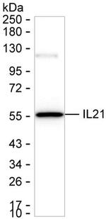 IL-21 Antibody in Western Blot (WB)